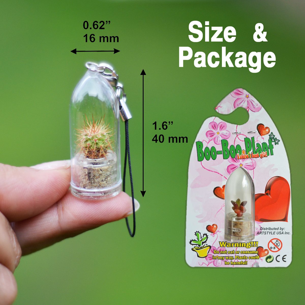 Live Baby Baobab Terrarium Cactus Plant - Mini Bonsai Succulent for Home & Office Decor, Unique Keychain Accessory (Boo-Boo Plant) - Perfect for Terrariums, Desk Decor & Gifts