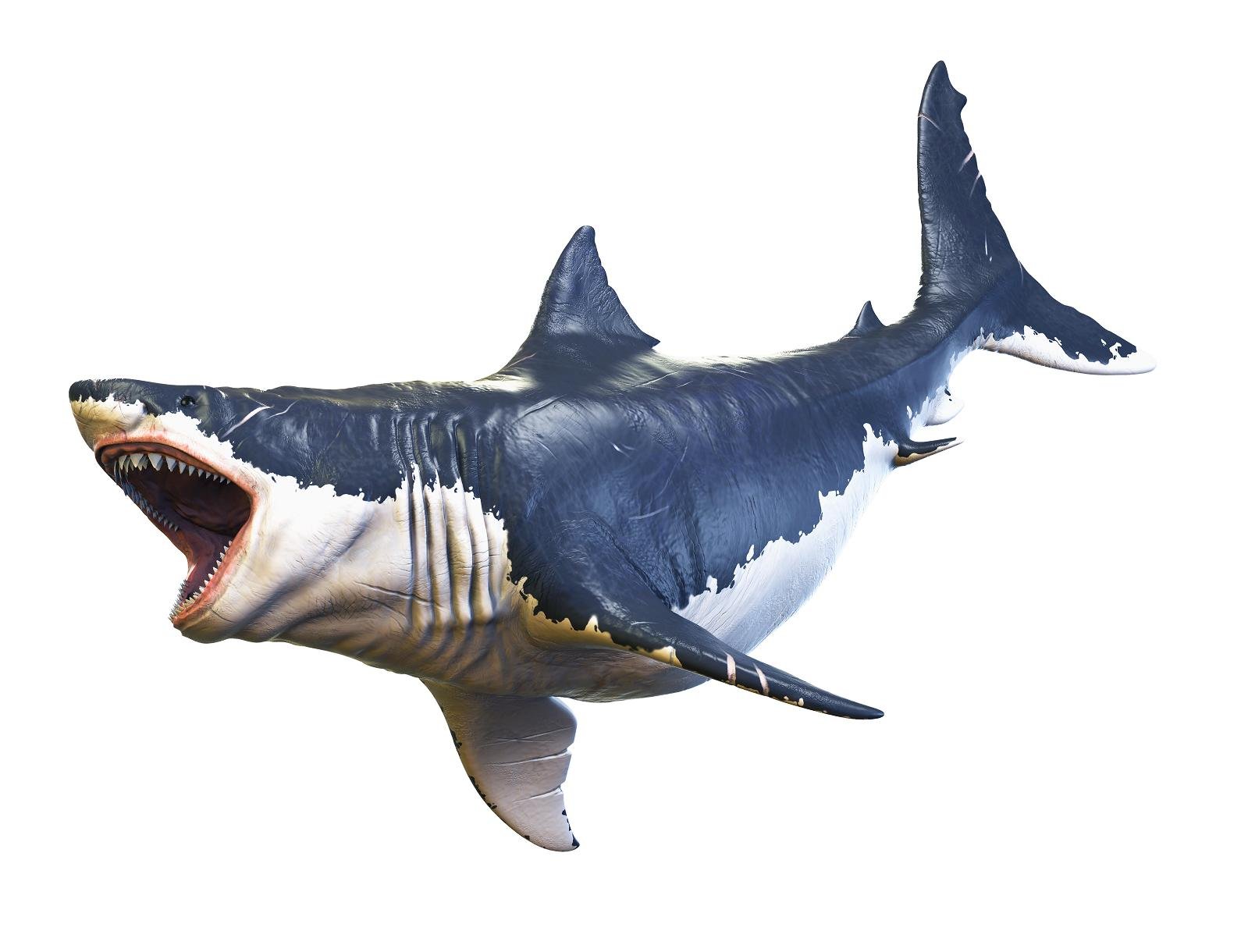 12 Inch Megalodon Shark Wall Decal Sticker - Underwater Ocean Theme Kids Room Decor, Boys Bedroom, Man Cave & Birthday Gift - Prehistoric Extinct Big Tooth Shark - Perfect for Nursery, Playroom & Dinosaur Themed Parties