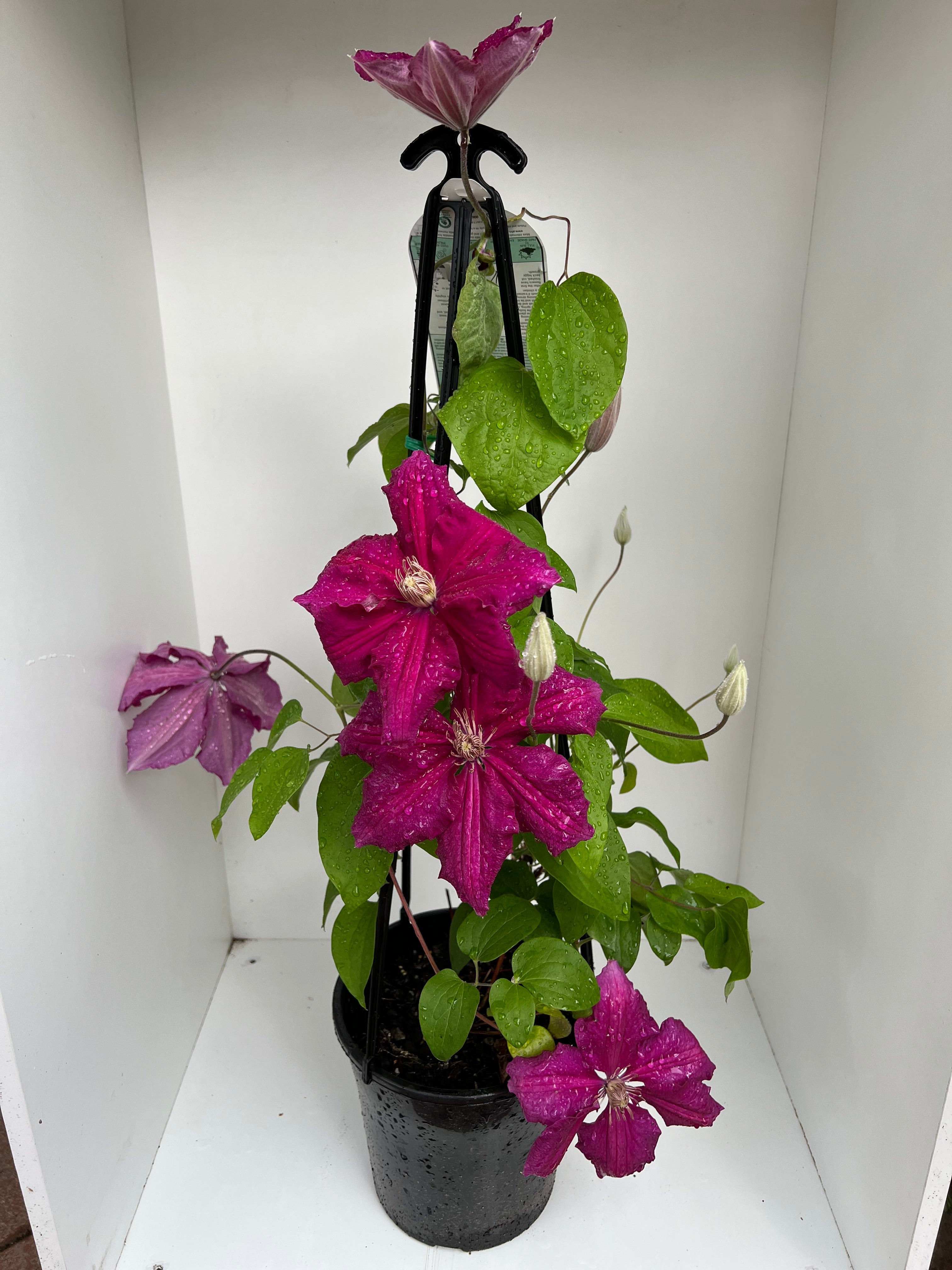 Clematis 'Ernest Markham' - Purple Flowering Vine Plant for Garden Trellis, Fence & Pergola | Perfect for Outdoor Landscaping & Vertical Gardening