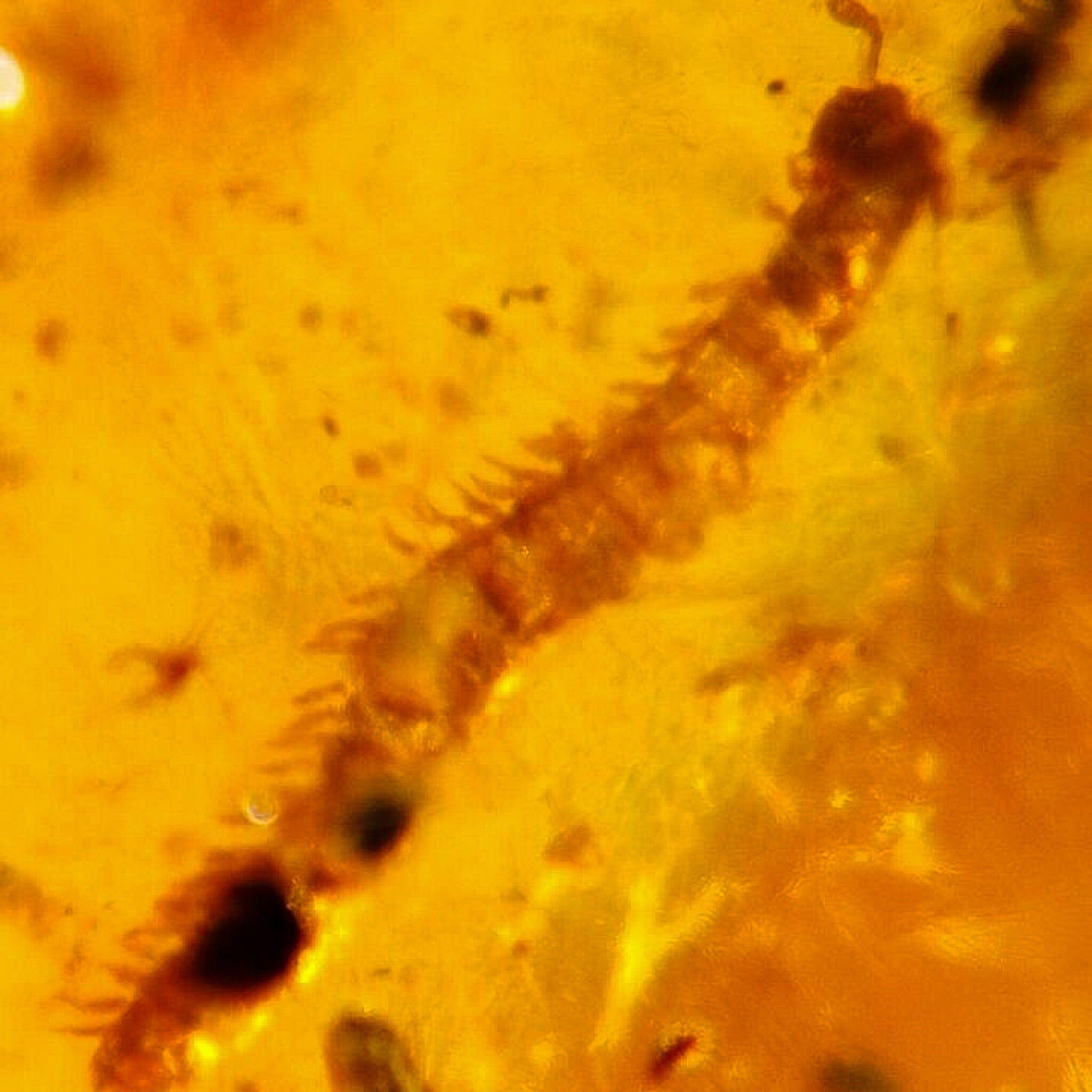 Authentic Burmese Insect Amber with Diplopoda Millipede - 100 Million Year Old Burmite Fossil from Cretaceous Dinosaur Era | Perfect for Fossil Collectors, Science Education & Unique Home Decor