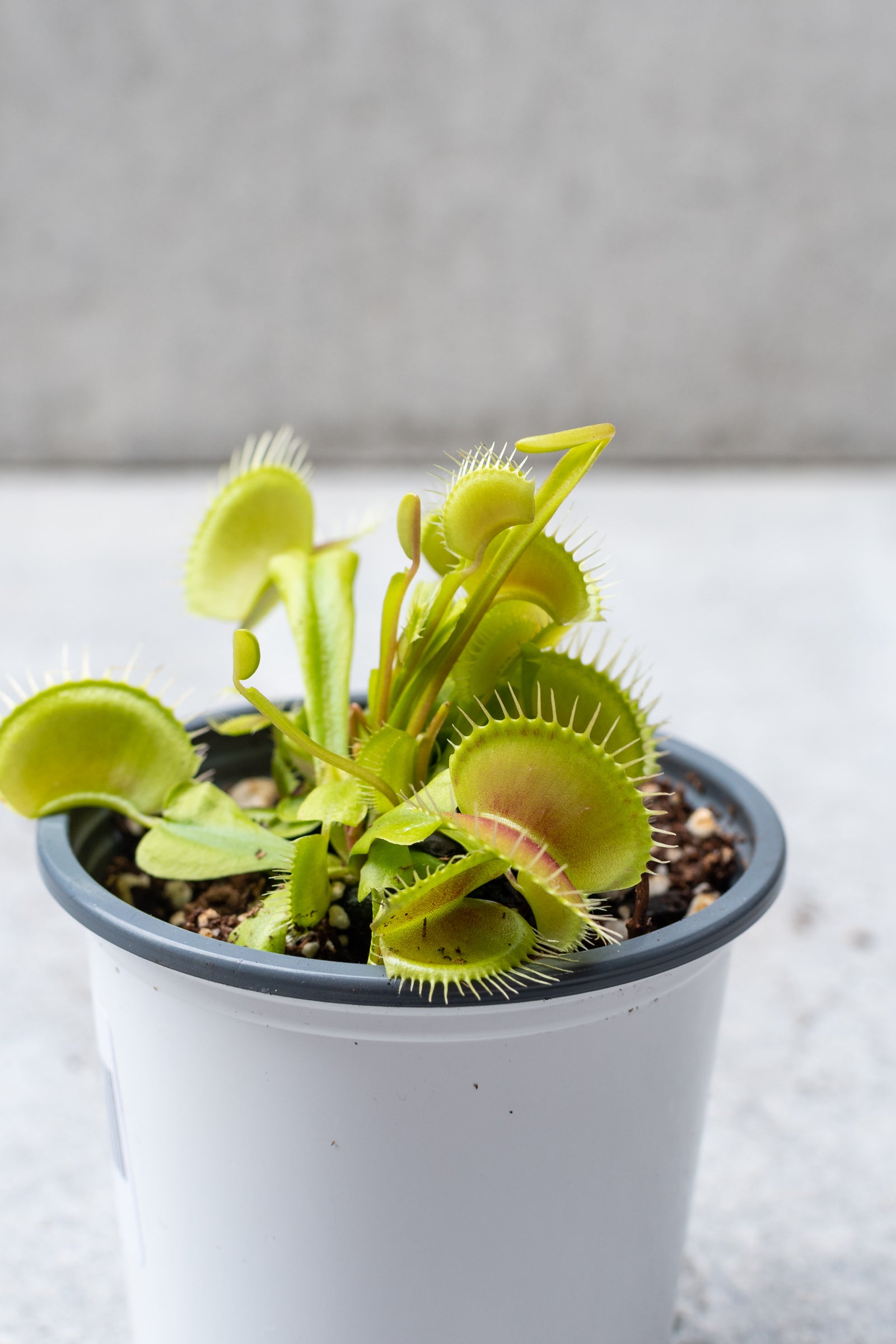 Venus Flytrap (Dionaea Muscipula) - 4 Inch Carnivorous Plant for Natural Pest Control | Perfect for Windowsills, Terrariums & Indoor Gardens