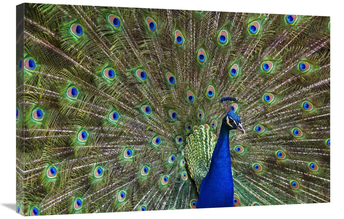 24 x 36 Inch Indian Peafowl Male with Fanned Tail Courtship Display Art Print - Asian Native Wildlife Wall Decor by Tim Fitzharris - Perfect for Living Room, Bedroom or Office Decor
