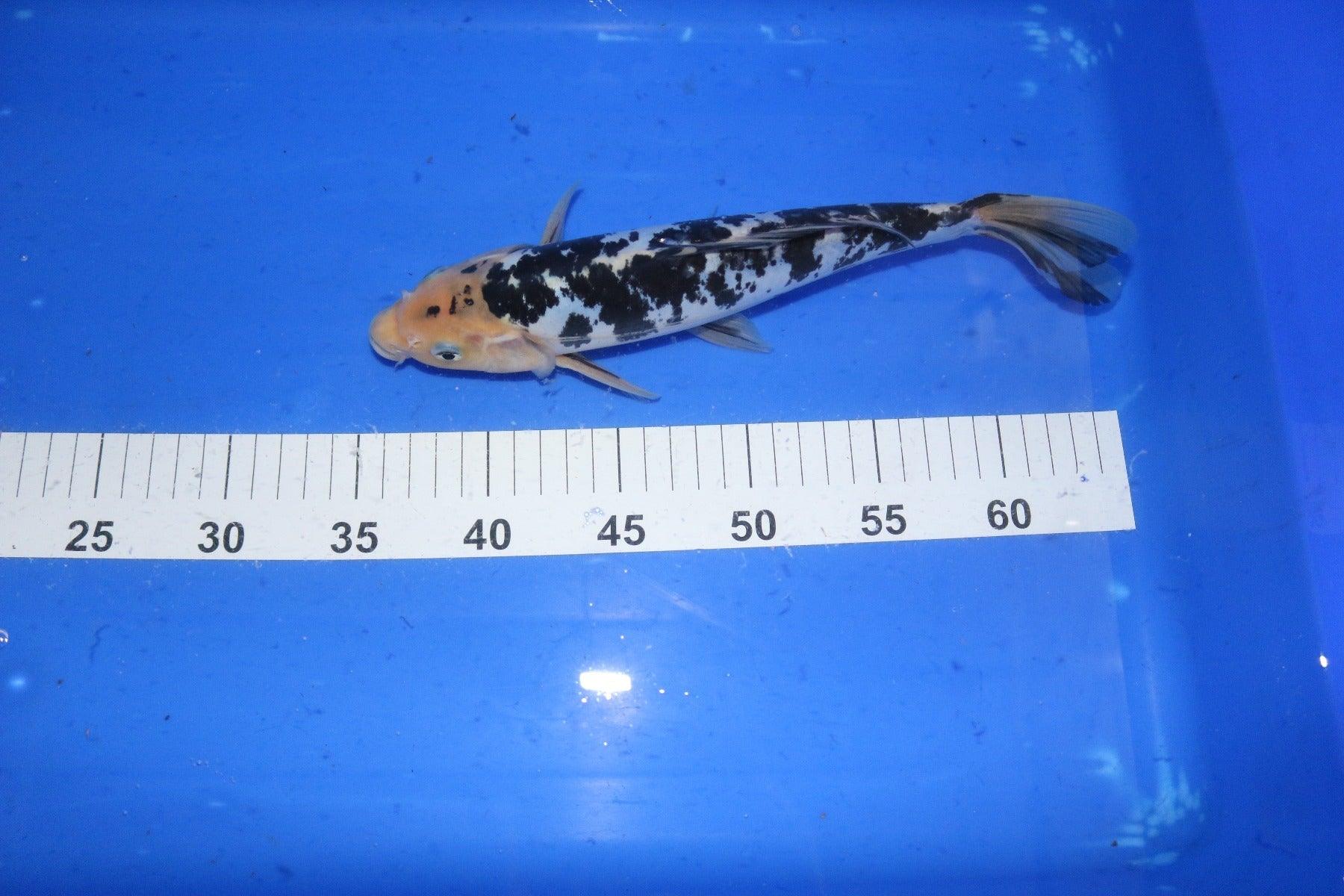Premium Koi Fish for Sale - High-Quality Japanese Koi Carp for Ponds & Water Gardens | Perfect for Outdoor Landscaping & Aquarium Decor