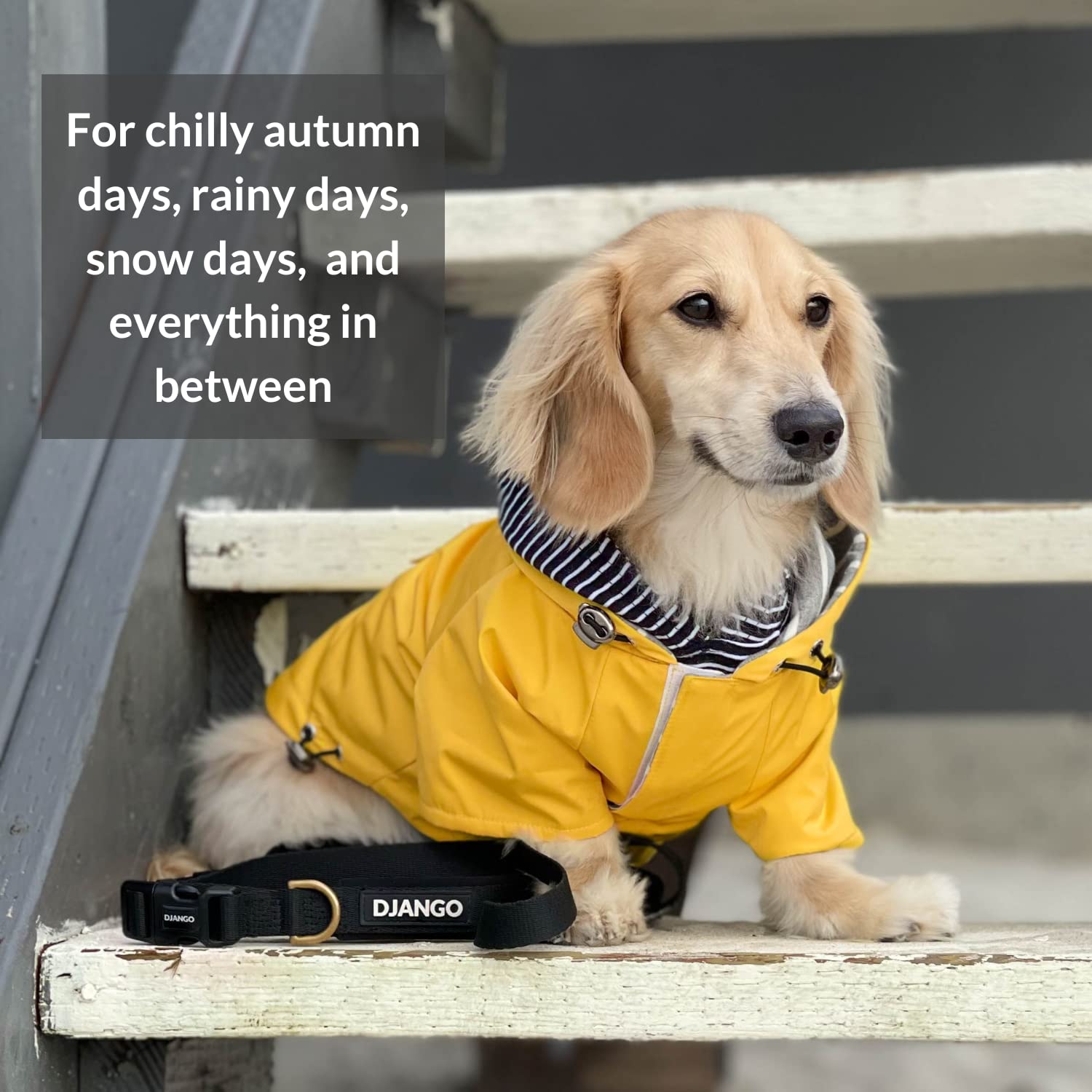 Waterproof Dog Jacket with Hood - Adjustable Lightweight Yellow Coat for Small & Medium Dogs | DJANGO Highland Dog Jacket with Harness Hole, Cozy Lining & Back Pocket (Medium, Yellow) | Perfect for Outdoor Adventures, Hiking & Cold Weather Protection