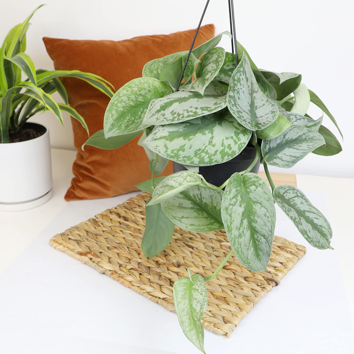 Silver Satin Pothos Live Plant in Hanging Basket - Easy Care Indoor Houseplant for Home & Office Decor | Air Purifying Houseplant for Bedroom, Living Room, Bathroom