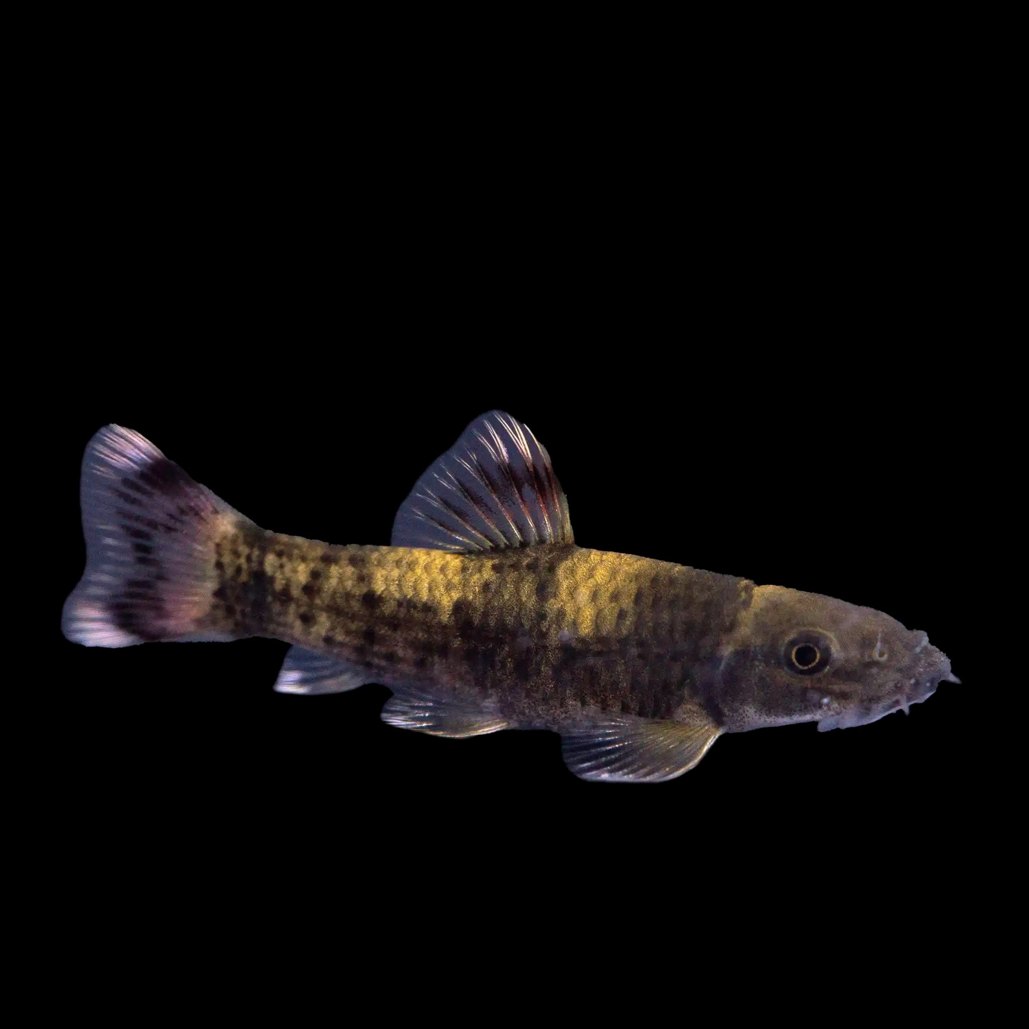 Panda Garra (Garra flavatra) - Freshwater Aquarium Fish for Planted Tanks & Community Aquariums | Perfect for Nano Tanks, Shrimp Tanks & Natural Aquascaping