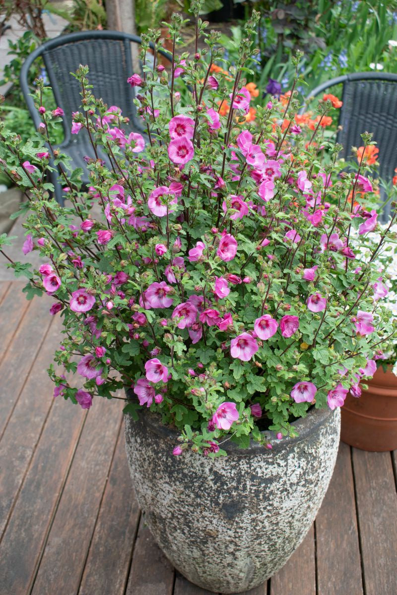 Anisodontea 'African Rose Dayo' - Beautiful Drought-Tolerant Flowering Shrub for Gardens & Landscaping | Perfect for Xeriscaping & Pollinator-Friendly Yards