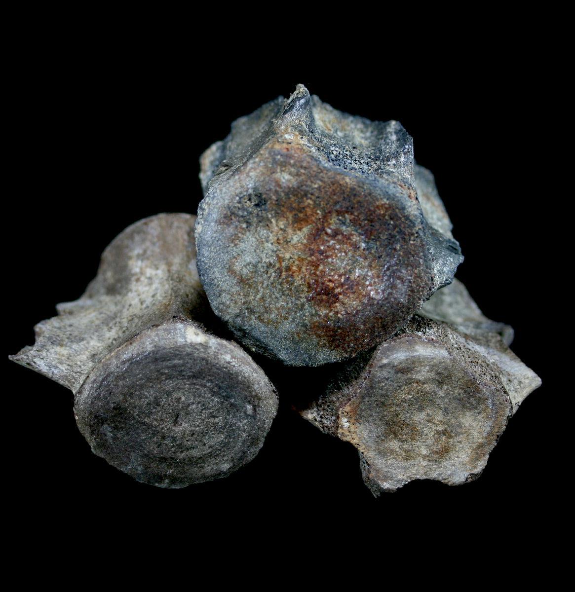 Authentic Fossil Whale Vertebrae for Sale - Rare Marine Mammal Bone Specimen - Perfect for Paleontology Collectors & Home Decor