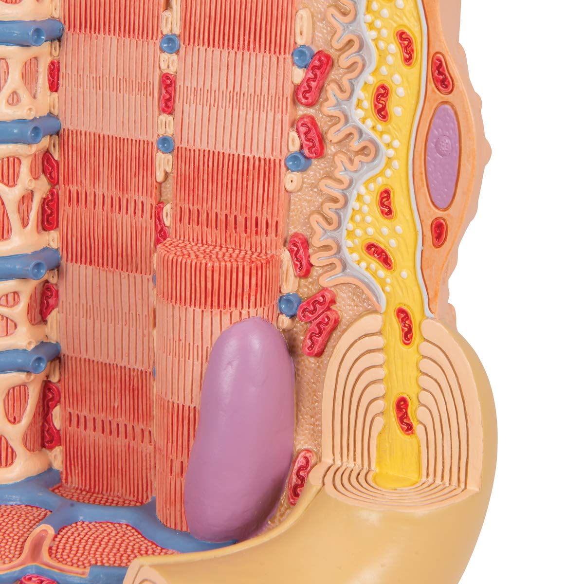 3B Scientific B60 Microanatomy Muscle Fiber Model - 10,000X Magnified Human Muscle Structure (7.3