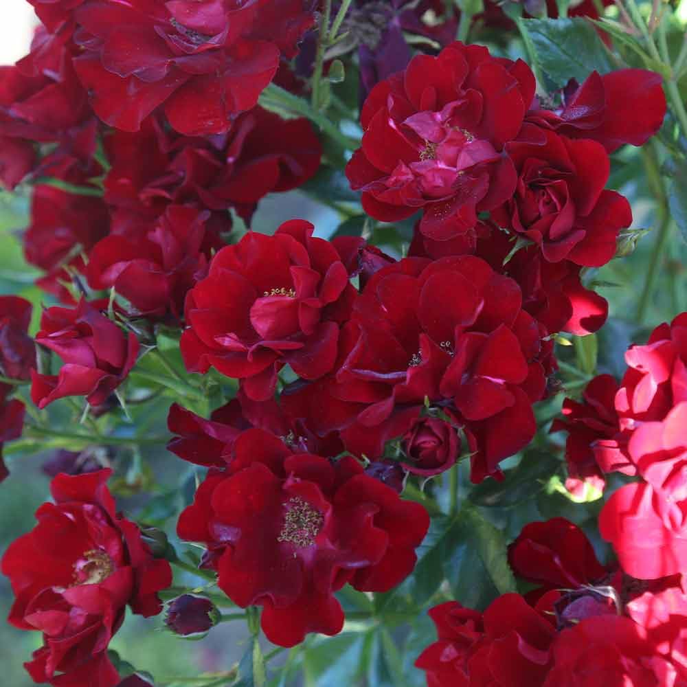 Heirloom Roses Keep in Touch Red Floribunda Rose Bush - Live Outdoor Garden Plant for Landscaping, Borders & Romantic Gardens