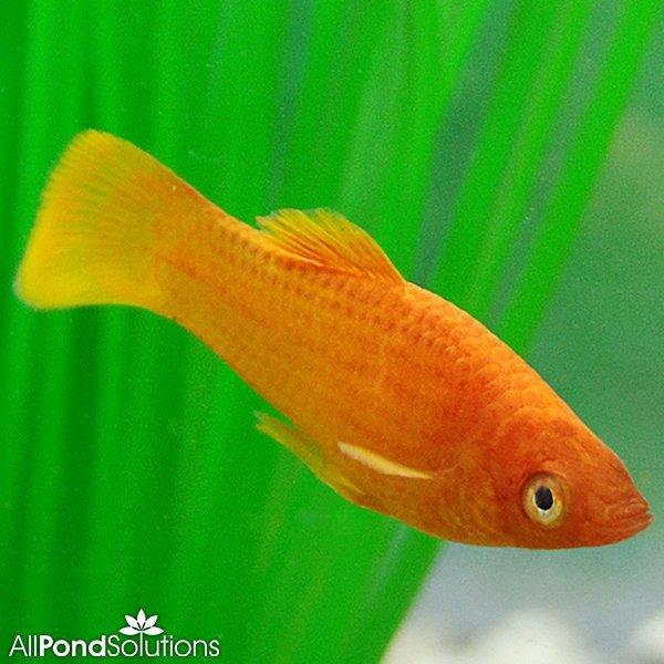 Red Molly Poecilia Sphenops - Vibrant Red Molly Fish for Freshwater Aquariums | Perfect for Community Tanks & Beginner Fish Keepers