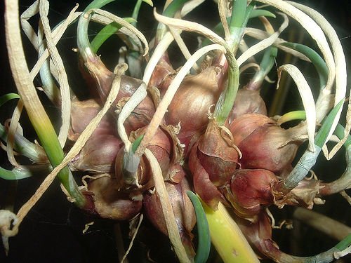 Organic Heirloom Egyptian Walking Onions Bulbils - Non-GMO, Easy to Grow Perennial Onion Plants - 20 Pack for Home Garden, Cooking & Sustainable Farming