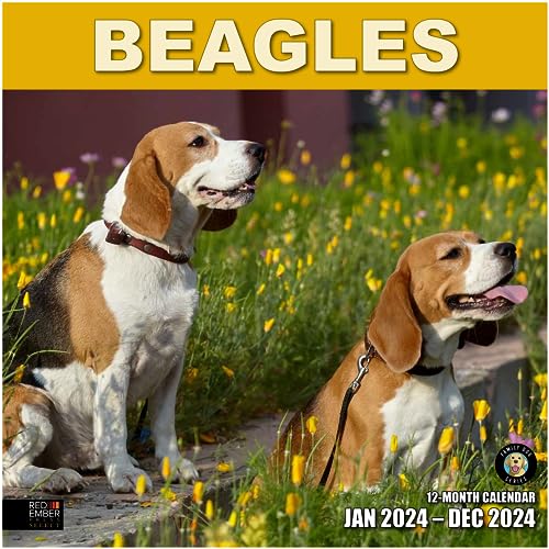 14 - Beagles