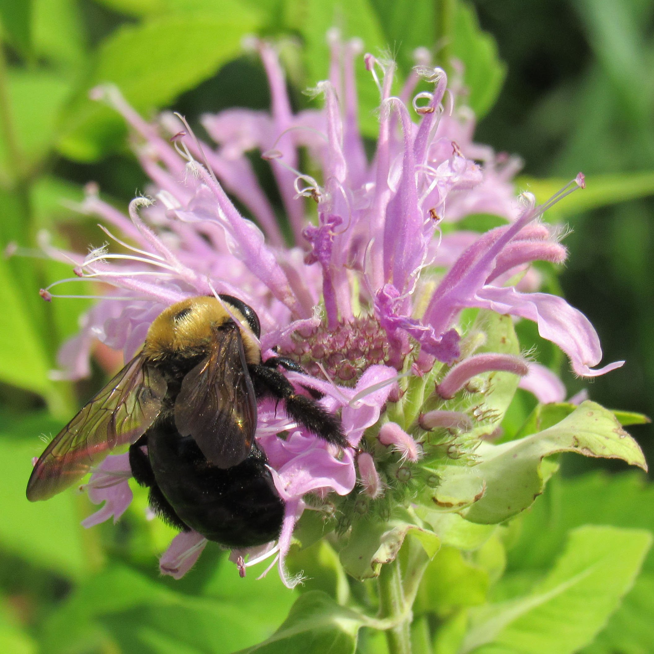 Wild Bergamot Seed Bombs (Monarda fistulosa) - Bulk Pack of 20 Seed Balls for Eco-Friendly Gardening & Guerrilla Planting | Attract Pollinators & Beautify Landscapes