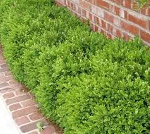 Wintergreen Korean Boxwood (Buxus) Live Plant in Trade Gallon Pot - Evergreen Shrub for Landscaping, Hedges & Garden Borders