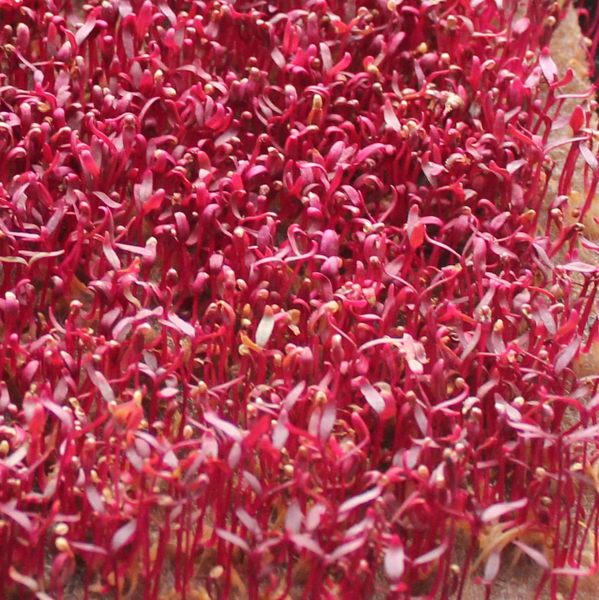 Organic Red Amaranth Heirloom Seeds - Non-GMO, 300 Count (1/4 Gram) for Home Gardening, Microgreens & Edible Landscaping - Premium Quality by Zellajake