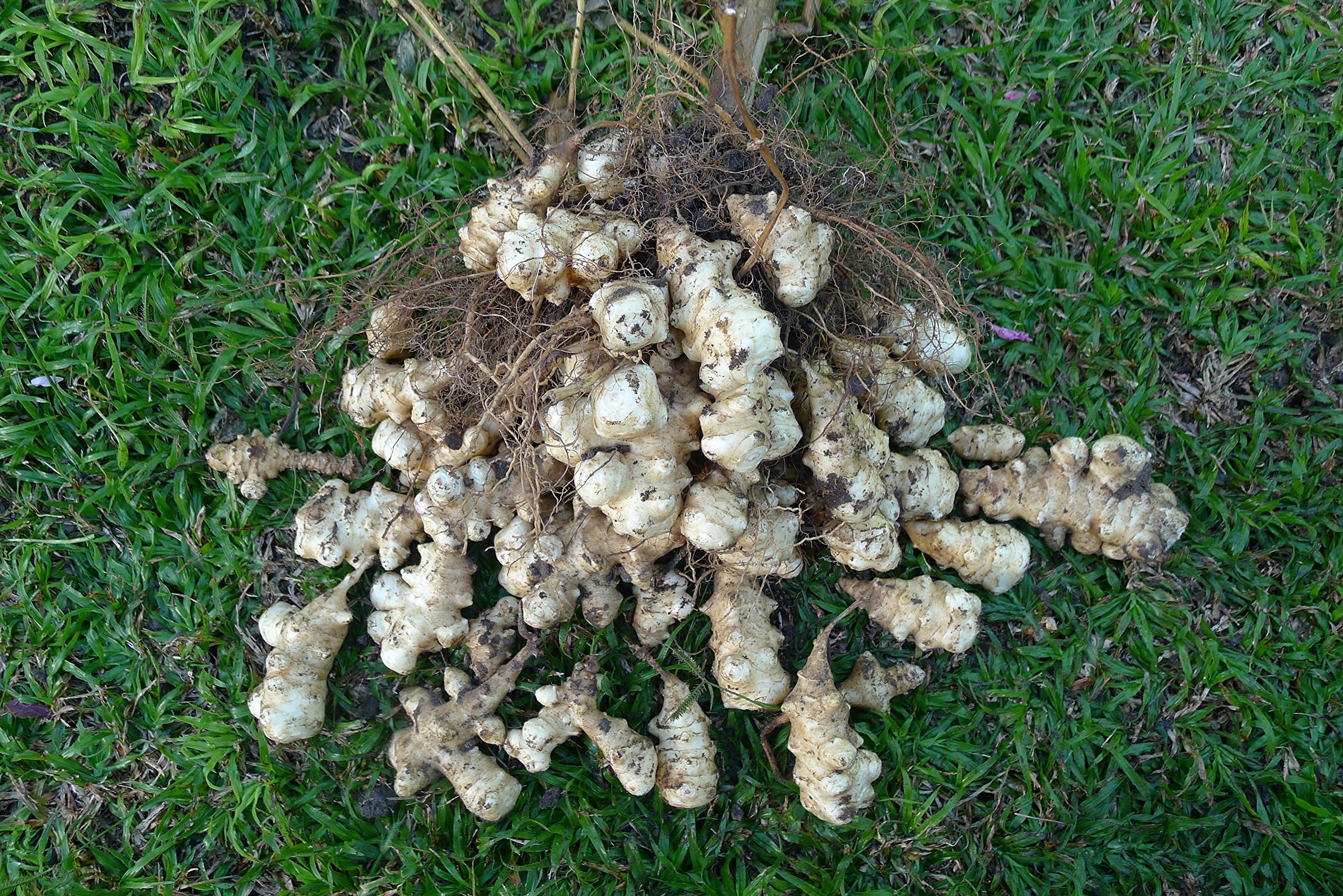 Organic Dwarf Sunray EXTRA EARLY Jerusalem Artichoke Tubers (20 Count) - Premium Sunchokes for Planting & Cooking | Perfect for Home Gardens, Farm-to-Table Recipes & Healthy Eating