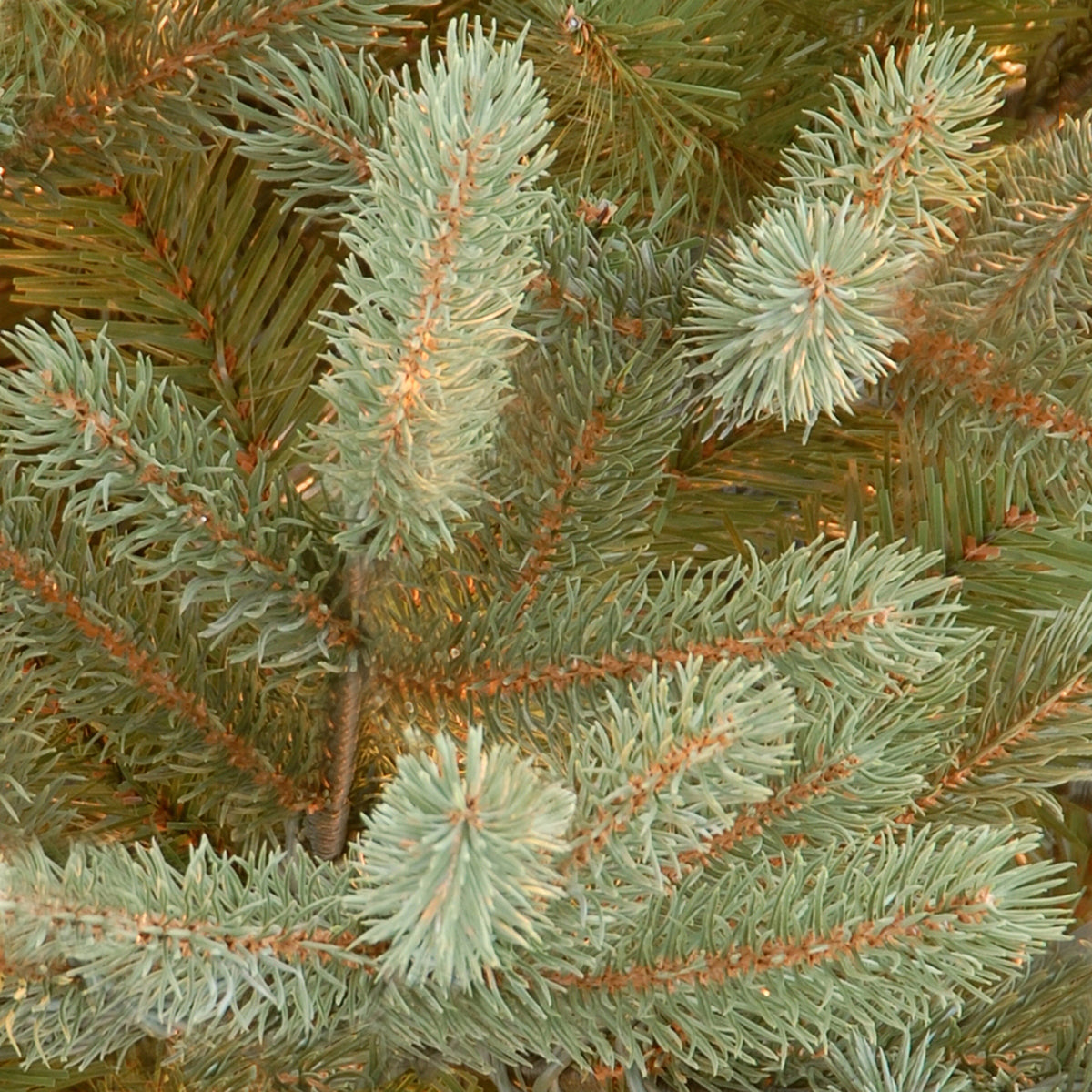 7.5 ft. Norway Fir Christmas Tree - Premium Artificial Holiday Tree for Home & Office Decor - Perfect for Living Room, Party & Festive Celebrations