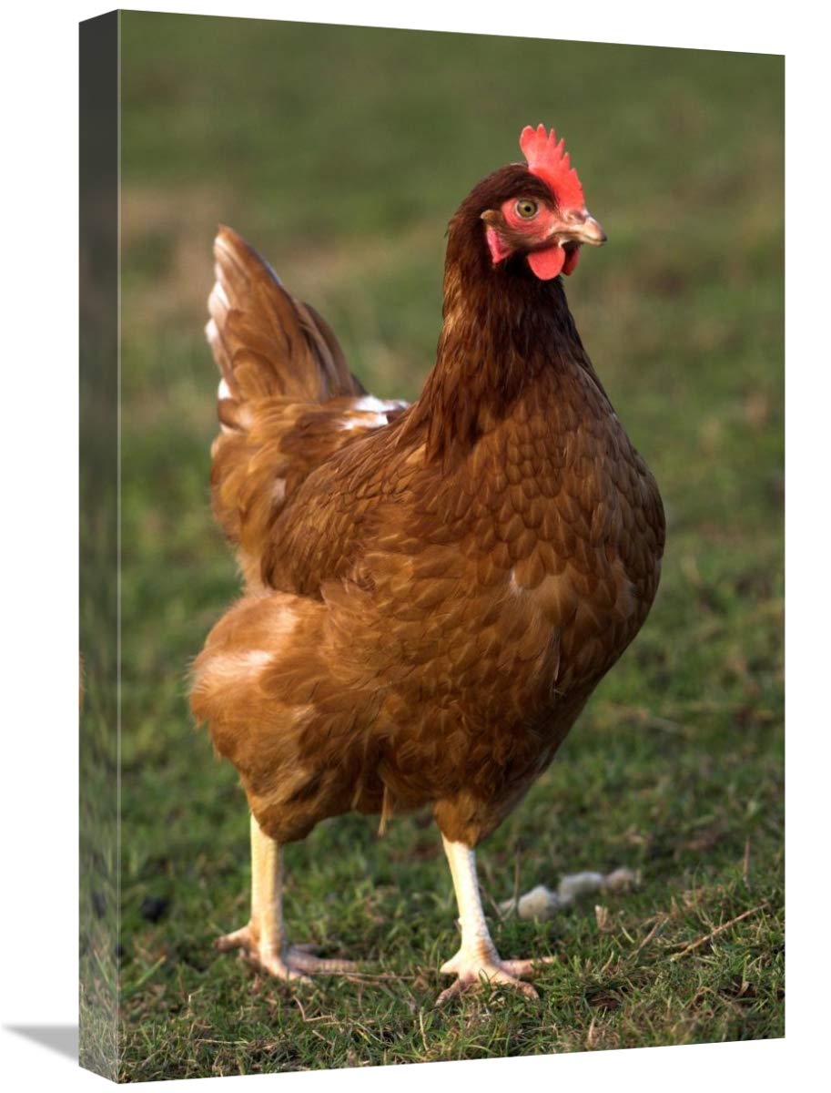 Free-Range Hen Close-Up Canvas Art Print - 16x24 Inch England Countryside Chicken Wall Decor - Perfect for Farmhouse, Kitchen & Rustic Home Decor
