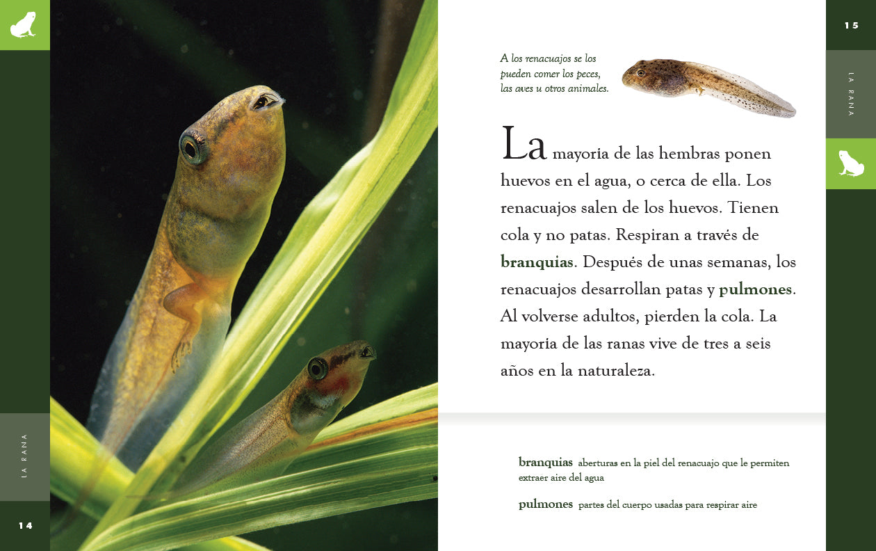 La Rana 9781640266919 - Bilingual Children's Book in English and Spanish for Early Learning & Storytime