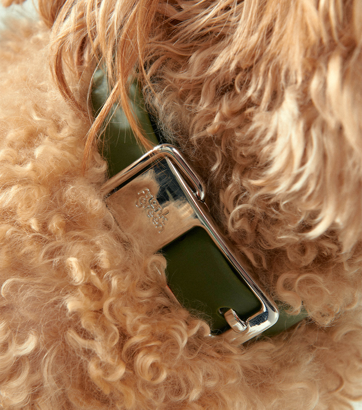 Durable Small Pet Collar for Dogs & Cats - Adjustable & Comfortable for Daily Walks & Outdoor Adventures