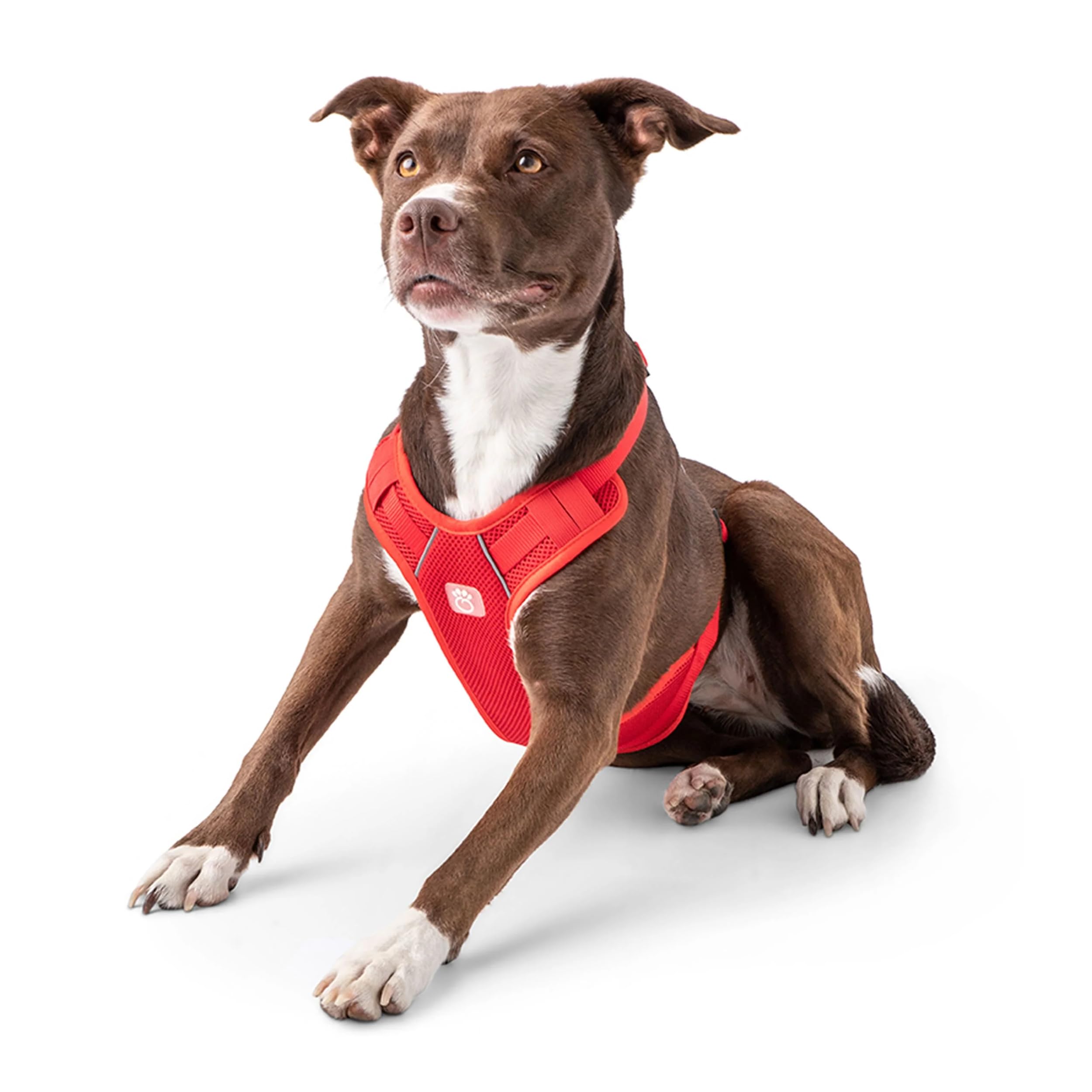 Red Dog Travel Harness - Adjustable & Secure Pet Harness for Small to Medium Dogs - Perfect for Car Rides, Hiking & Outdoor Adventures