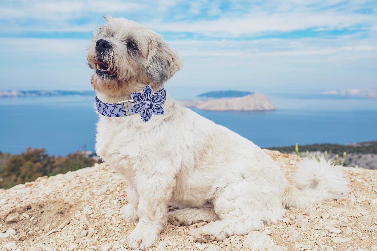 Lionet Floral Dog Collar - Adjustable Comfortable Pet Collar with Flowers for Small Medium Large Dogs | Perfect for Summer Outdoors, Walks, and Gifts for Puppies