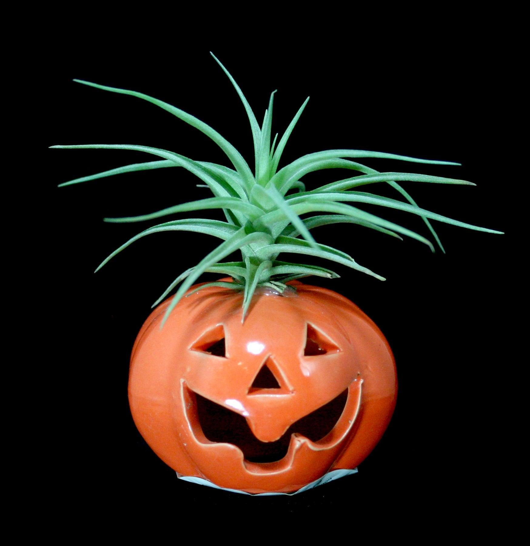 Pumpkin Tillandsia Air Plant - Unique Home Decor for Terrariums, Offices & Gifts | Low Maintenance Indoor Plants for Halloween & Fall Decor