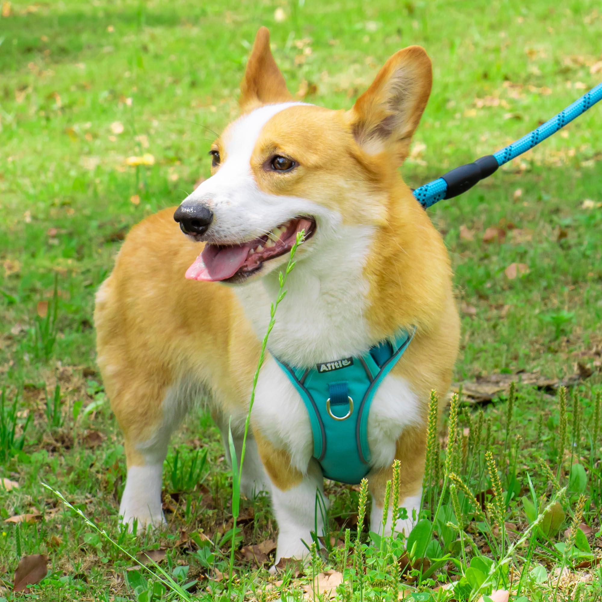 Durable No-Pull Dog Harness & Leash Set with Safety Memory Buckle - Adjustable Breathable Reflective Vest for Extra Small Dogs (XXS, Blue) - Perfect for Outdoor Walks, Hiking & Nighttime Safety