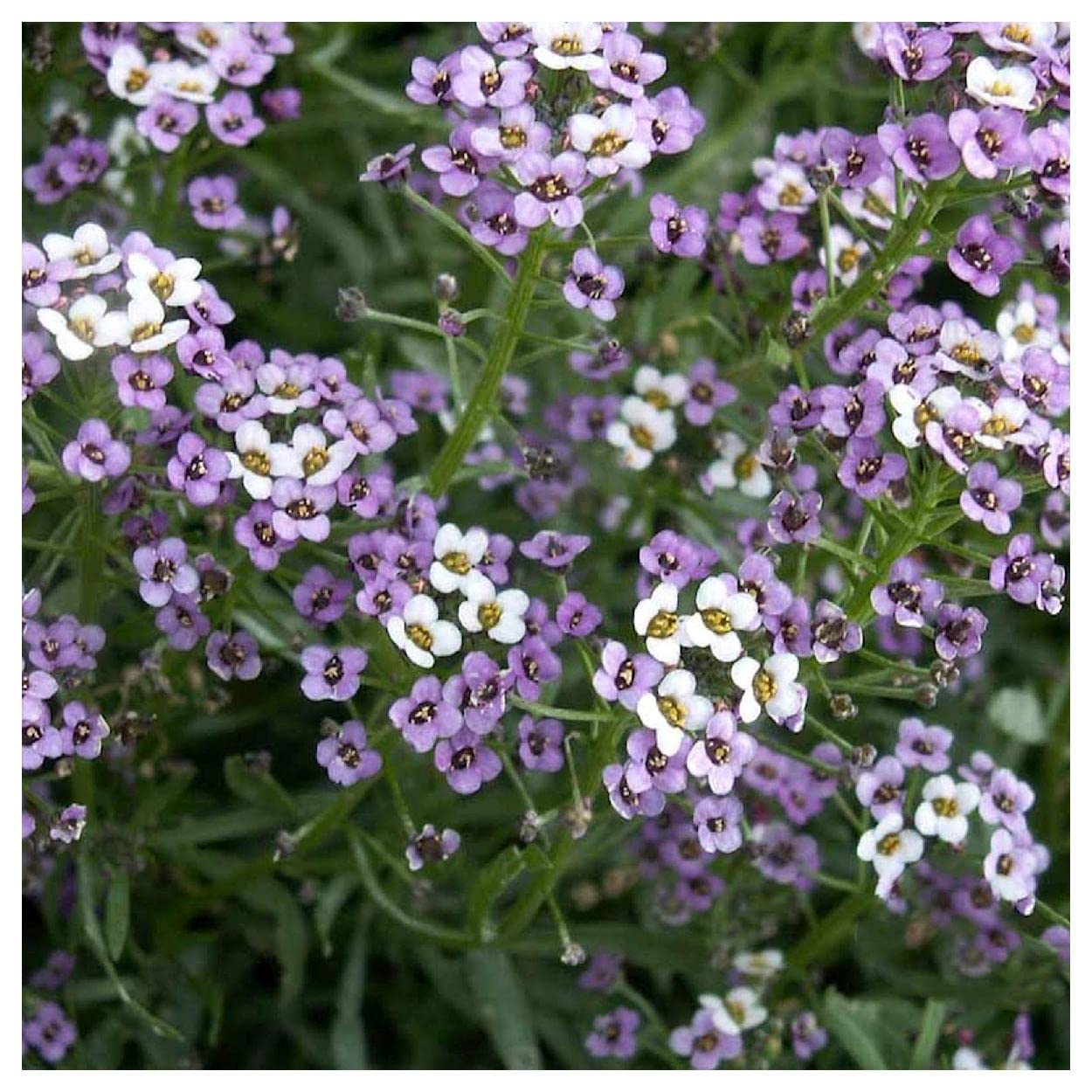 Everwilde Farms - 1/4 Lb Royal Carpet Sweet Alyssum Wildflower Seeds - Gold Vault Packaging - Perfect for Garden Borders, Ground Cover & Pollinator Gardens