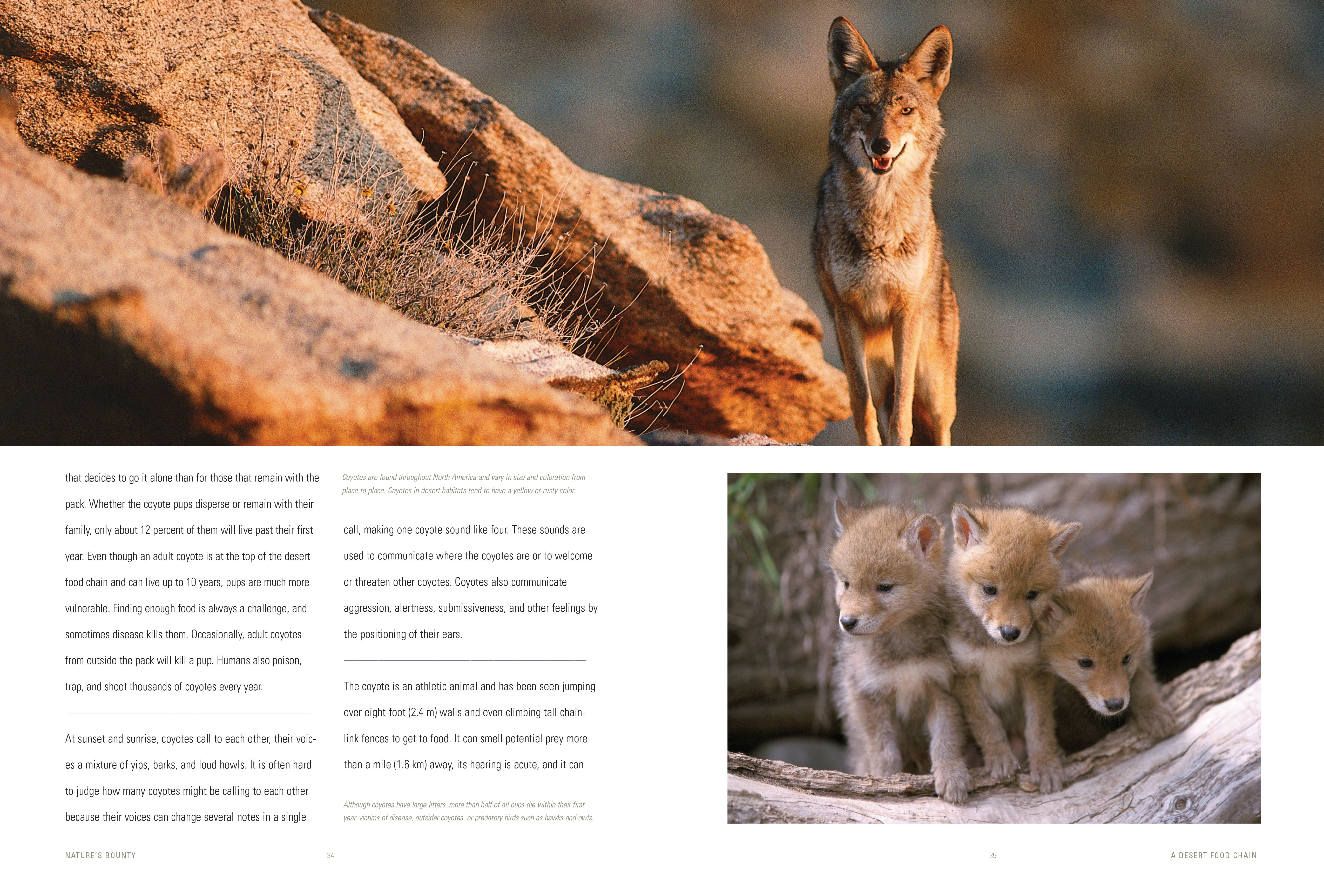 Desert Food Chain Ecosystem | Learn About Desert Wildlife & Food Web | Perfect for Science Classrooms & Homeschooling