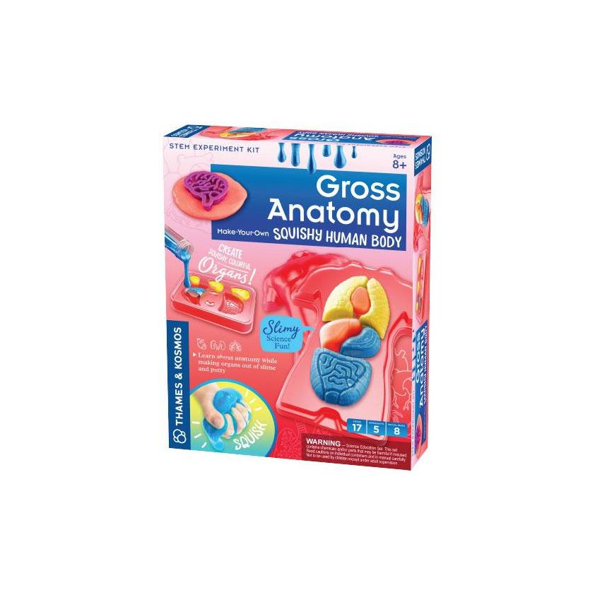 Gross Anatomy Model - Human Body Organ System for Medical Students & Educators | Perfect for Classroom Learning & Study