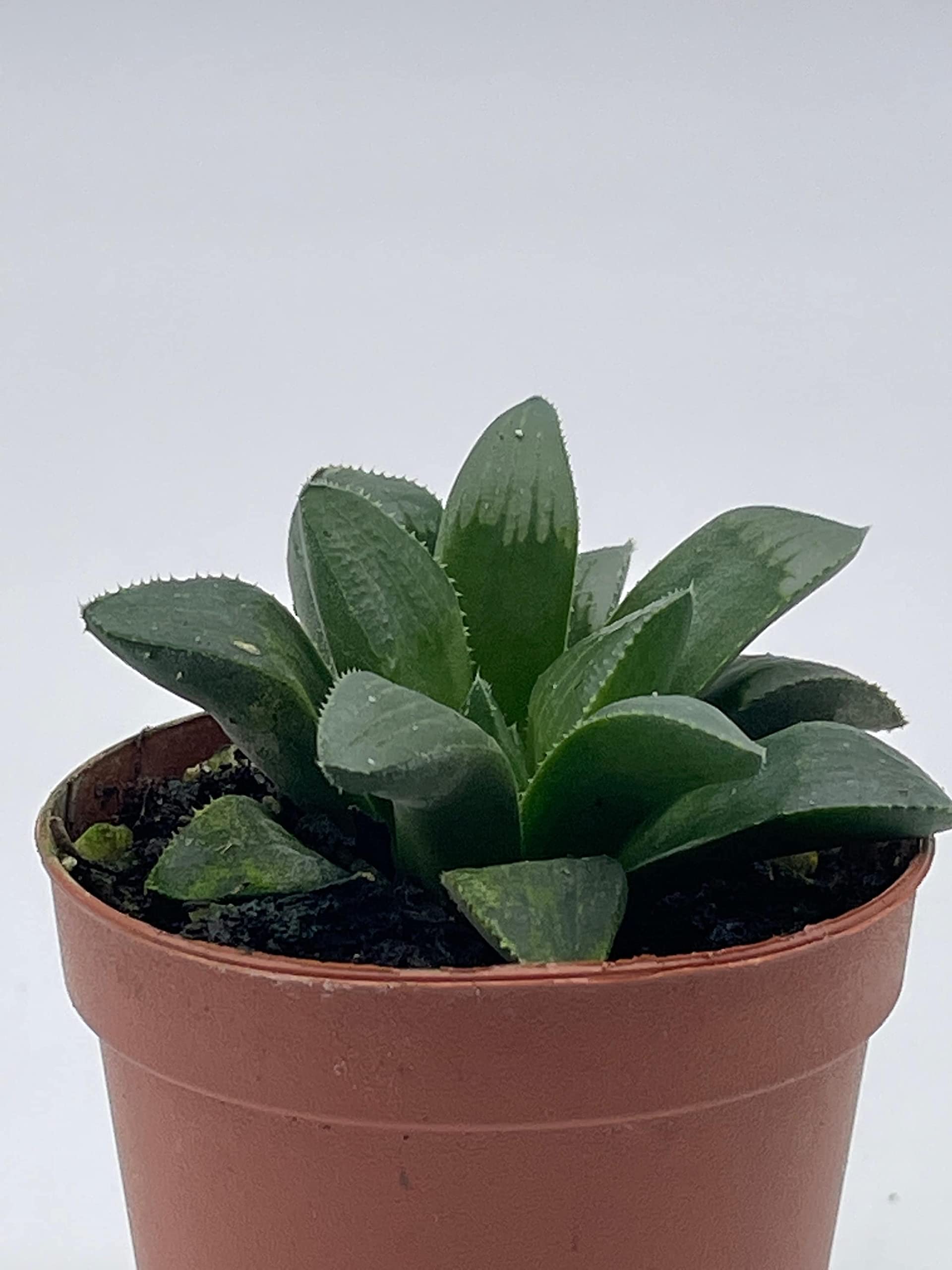 BubbleBlooms African Emeralds - Rare Haworthia Retusa Succulent Plant in 2 Inch Pot | Perfect for Home Decor, Office Desk & Gift for Plant Lovers