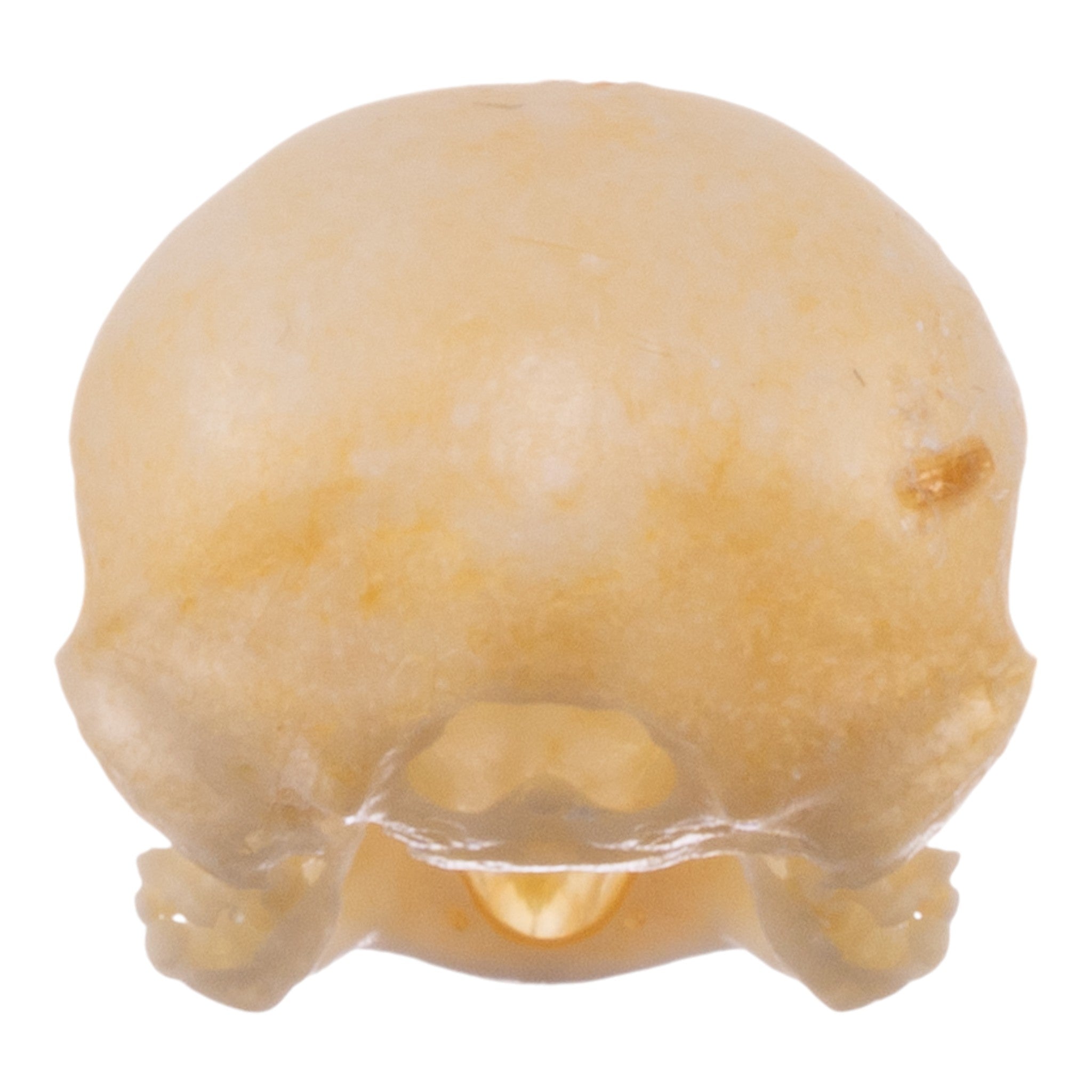 Real Zebra Finch Skull - Authentic Bird Skull Specimen for Taxidermy, Science Education & Gothic Decor | Perfect for Collectors, Biology Classrooms & Dark Aesthetic Displays
