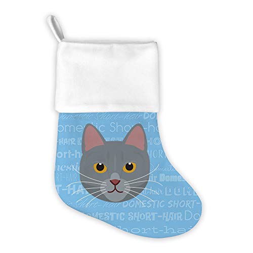Domestic Short Hair - Grey