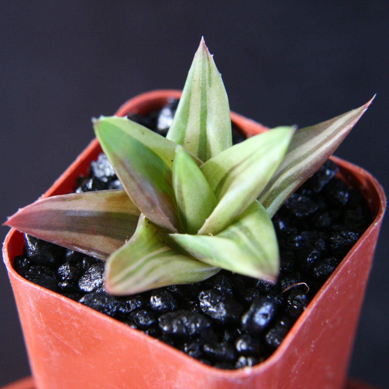 Aloe Wansley Variegated - Rare Exotic Succulent Plant - 2 Inch Pot with Drainage - Perfect for Home Decor, Office Desk & Cactus Garden Collection