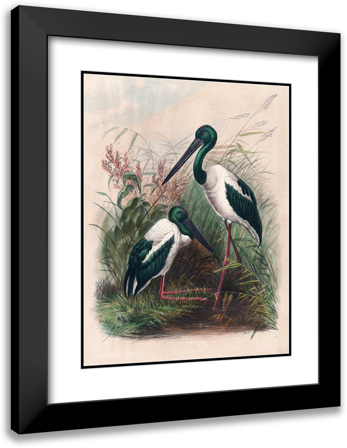 Joseph Wolf 19x24 Black Modern Frame with Double Matted Museum Art Print - The Australian Mycteria (1861-1867) | Premium Wall Decor for Living Room, Office & Gallery Display