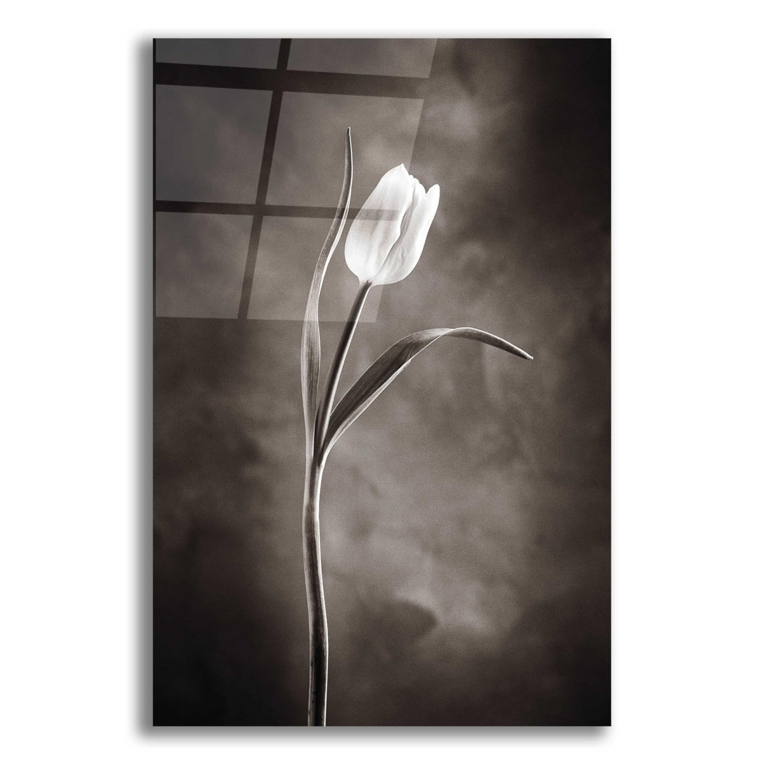 Two Tone Tulips I Acrylic Glass Wall Art by Debra Van Swearingen - 16x24 Inches Modern Floral Painting for Living Room, Bedroom & Office Decor