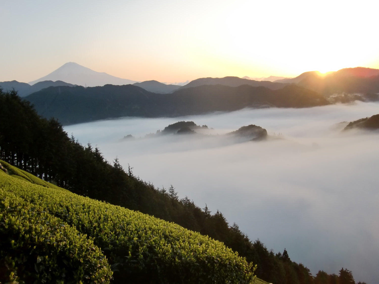 Premium Organic Sencha Kabuse Green Tea 2021 - First Flush Japanese Loose Leaf Tea for Relaxation & Wellness - Perfect for Morning Boost or Afternoon Refreshment