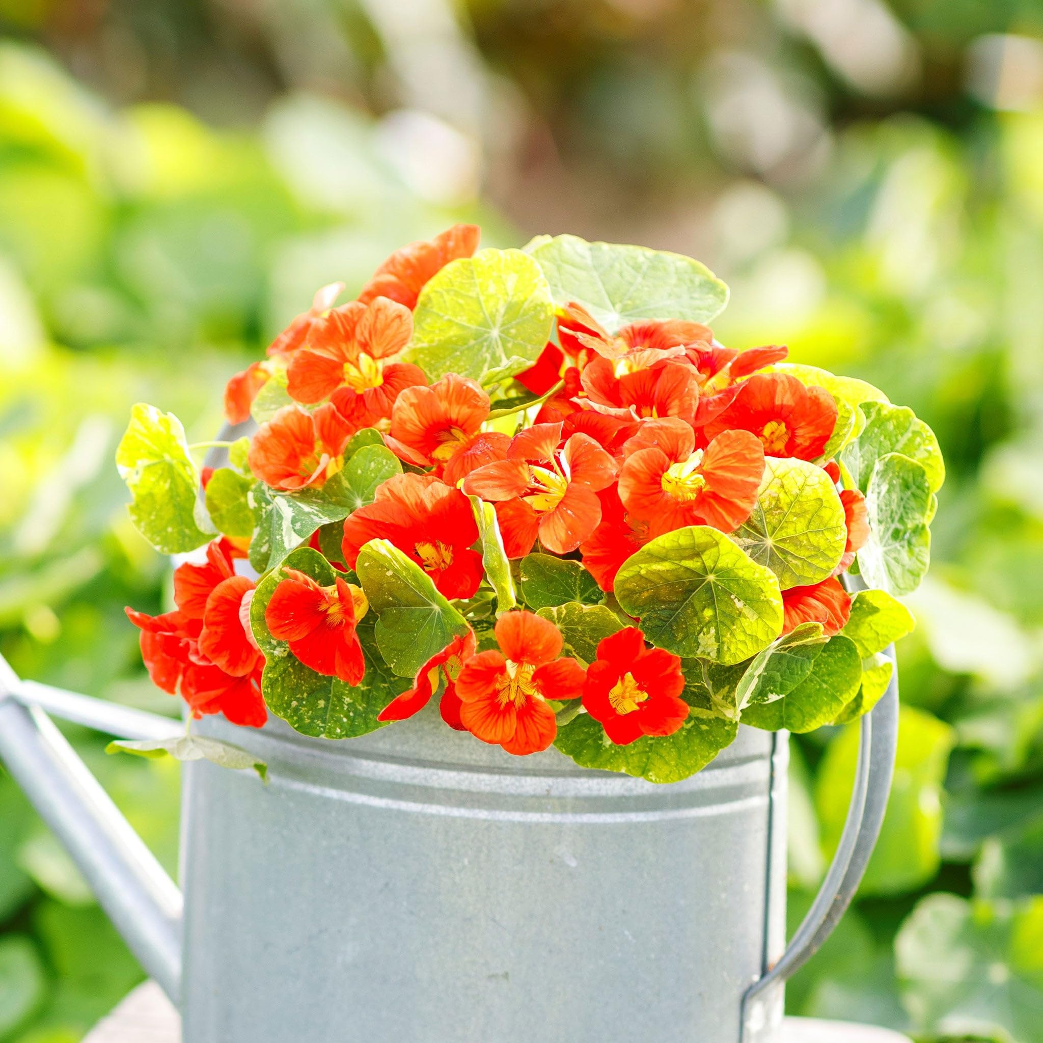 Eden Brothers Alaska Scarlet Nasturtium Seeds - Non-GMO Flower Seeds for Planting, Low-Maintenance, Fast-Growing, Spring Planting | Perfect for Garden Beds, Containers, and Edible Landscaping in Zones 1-10