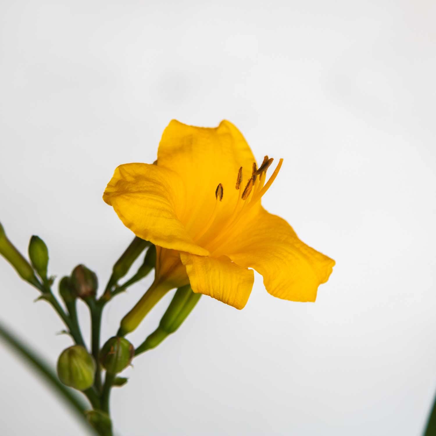 Stella De Oro Daylily Perennial Plant - 2.5 Quart Pot, Yellow Reblooming Flowers, Full Sun Outdoor Garden Plant - Perfect for Landscaping, Borders & Container Gardening