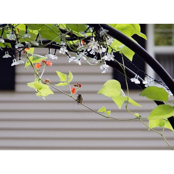 Achla Designs 30G Lattice Arbor - Elegant Garden Arch for Outdoor Weddings, Vine Support, and Backyard Decor