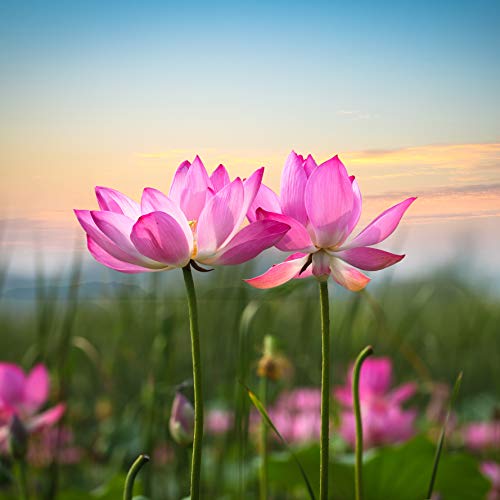 Lotus Tranquility