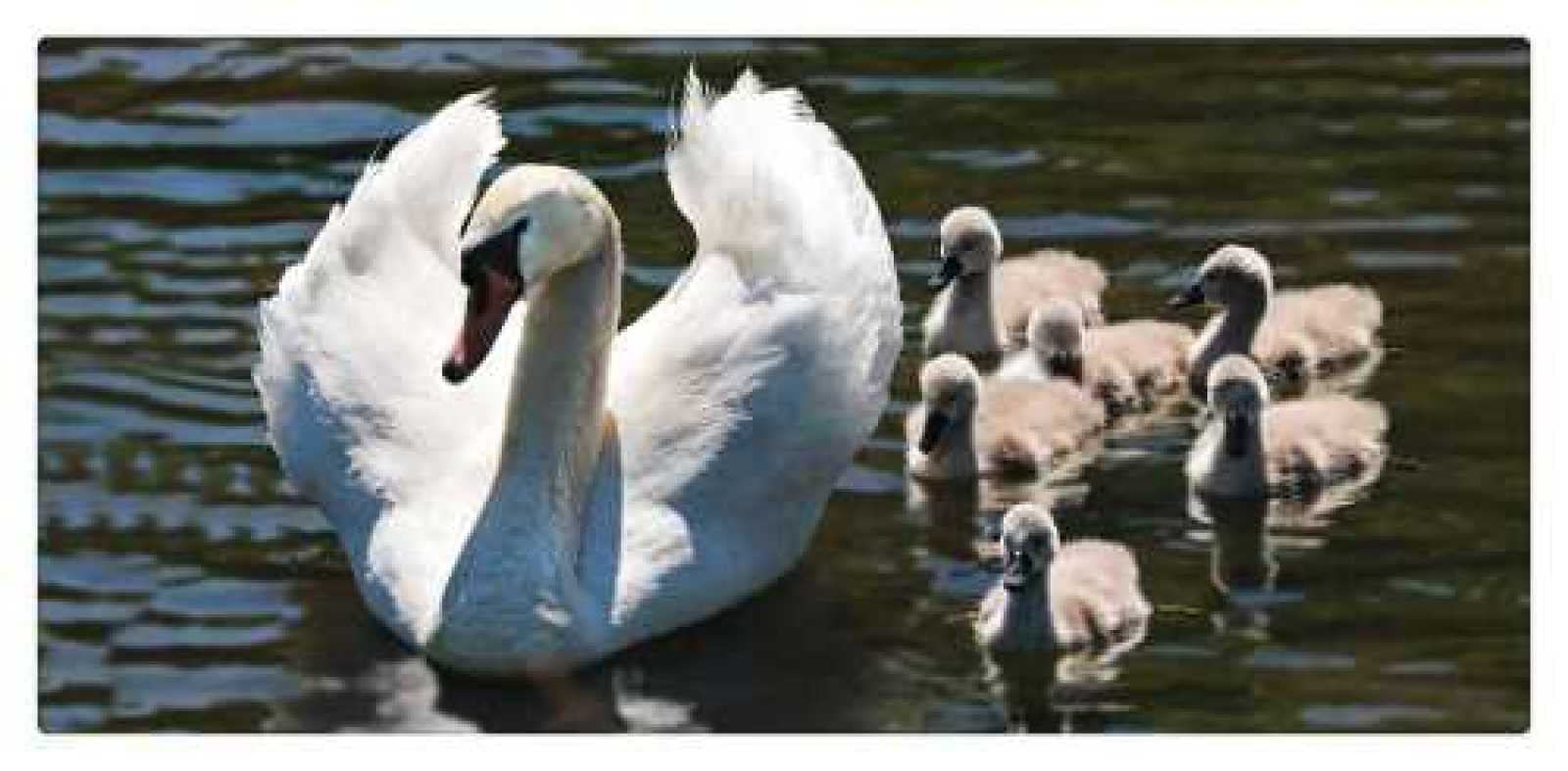 1000 Piece Jigsaw Puzzle for Adults - Elegant White Swan & Children's Art Design - Wooden Home Decor Puzzle for Family Game Night & Relaxation