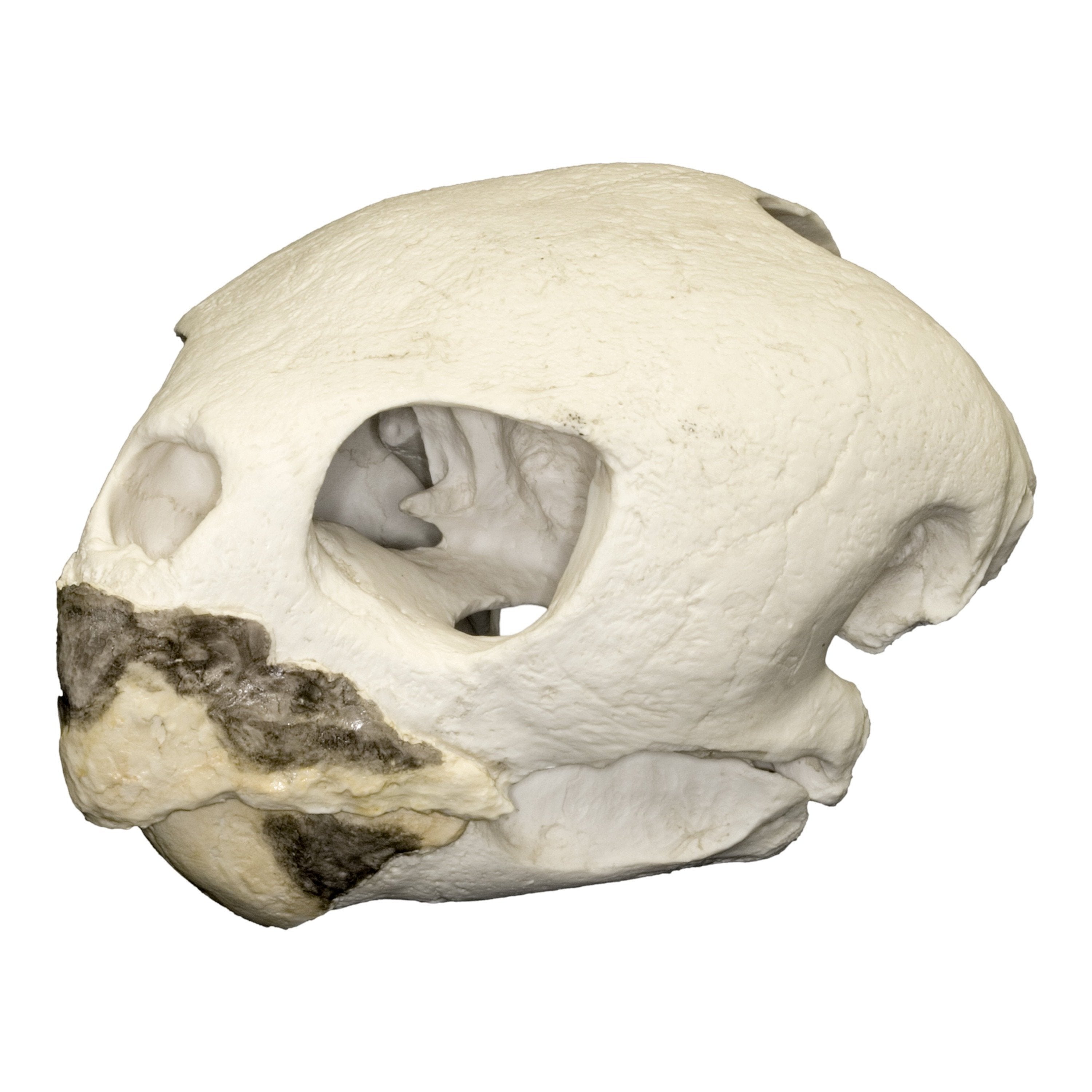 Authentic Replica Loggerhead Sea Turtle Skull - Lifelike Marine Biology Educational Specimen for Classroom, Museum & Home Decor