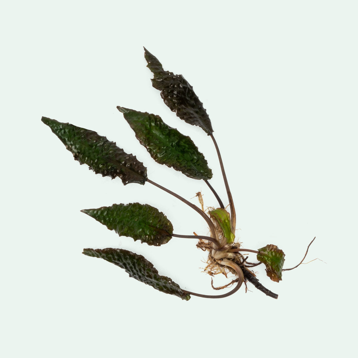 Cryptocoryne Keii Live Aquarium Plant - Easy Care Freshwater Aquatic Plant for Fish Tanks & Aquascaping | Perfect for Beginners & Low-Tech Aquariums