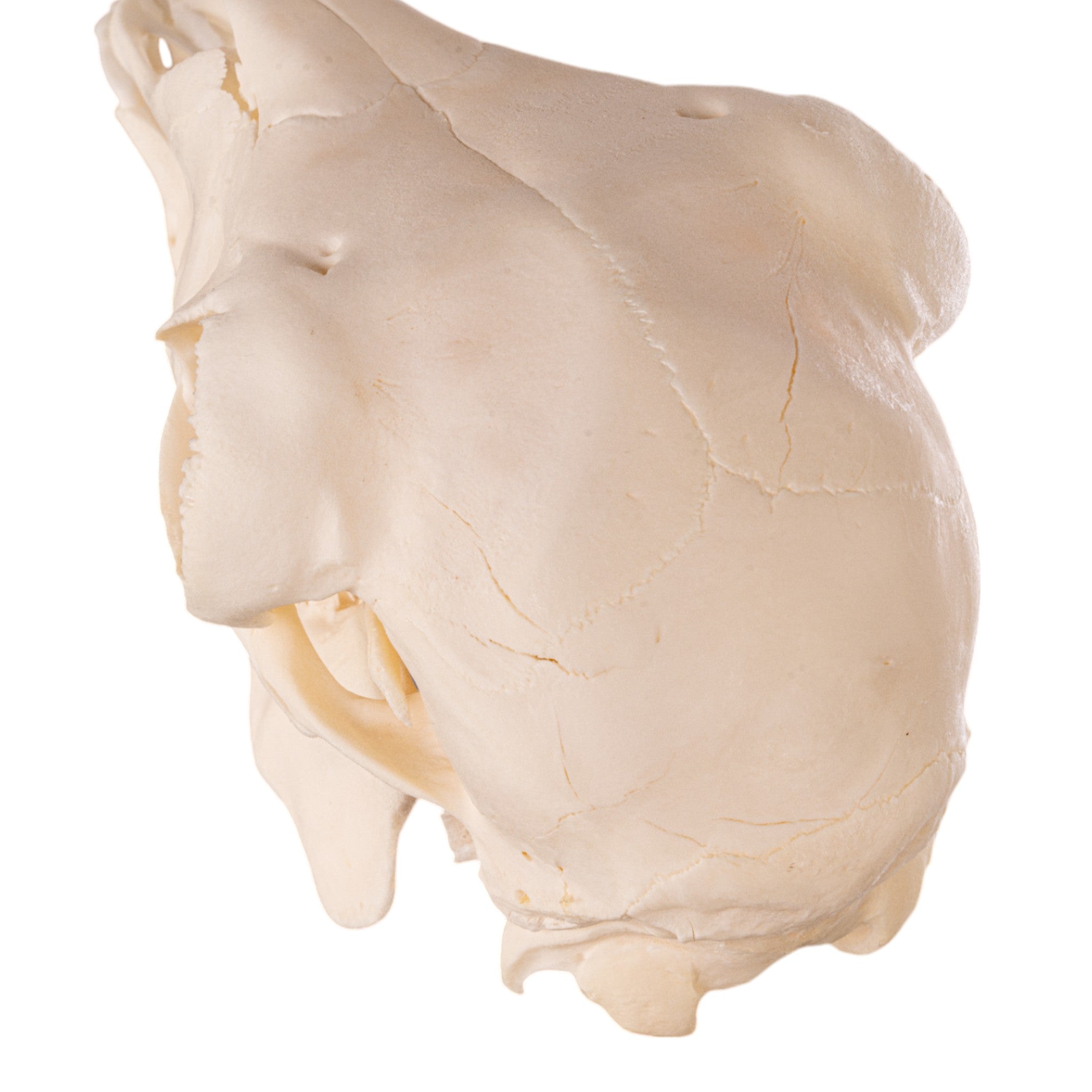 Authentic Domestic Goat Skull - Adolescent Size for Home Decor, Gothic Display, and Educational Use | Perfect for Halloween, Taxidermy, and Oddity Collections