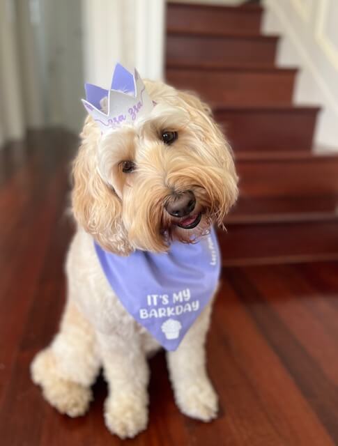 Dog Bandana & Glitter Crown Set for Birthday Celebrations - Perfect for Pet Parties and Photo Shoots