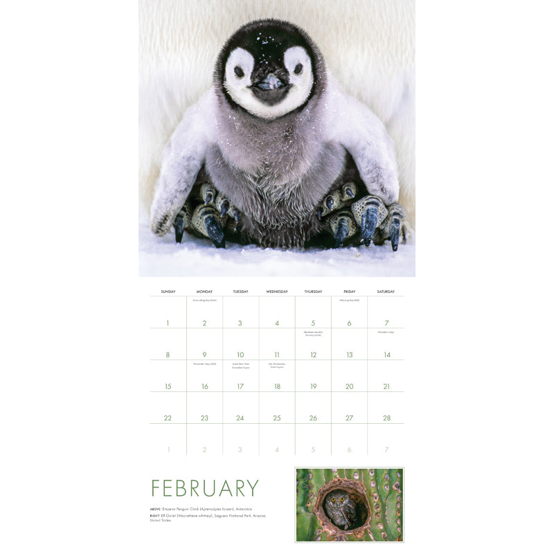 2026 Baby Animals Wall Calendar - Cute Animal Theme for Home, Office & School - Perfect for Planning & Decor