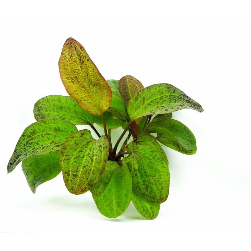 Dennerle Echinodorus Ozelot Live Aquarium Plant in Pot - Perfect for Freshwater Fish Tanks & Aquascaping
